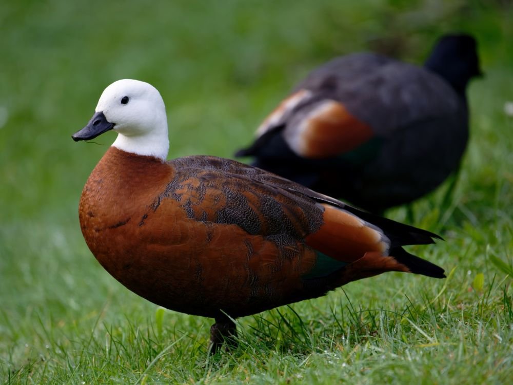 Paradise shelduck ‹ Bird of the Year ‹ Forest & Bird